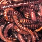Compostwormen - Tijgerwormen en Dendrobena 1.000 gr