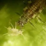 Chrysopa camea of Gaasvlieglarven tegen bladluis