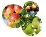 Feromonen tegen de worm in appel, peren en noten-1438