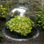 Originele Victorian plantenstolp 3 stuks met 12 verankeringen