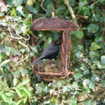 Open nest Buddy Simon King